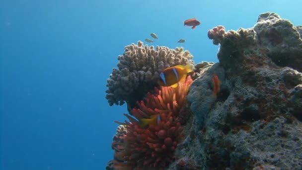 Duiken in de rode zee in de buurt van Egypte. — Stockvideo