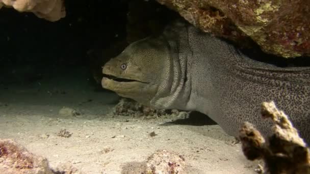 Buceo en el Mar Rojo cerca de Egipto . — Vídeo de stock