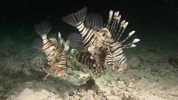 Mergulho no Mar Vermelho perto do Egito . — Vídeo de Stock