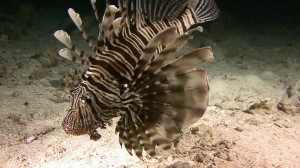 Mergulho no Mar Vermelho perto do Egito . — Vídeo de Stock