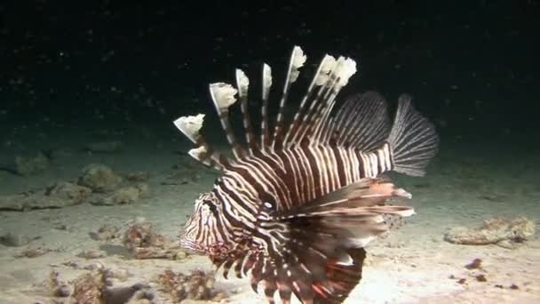 Duiken in de rode zee in de buurt van Egypte. — Stockvideo