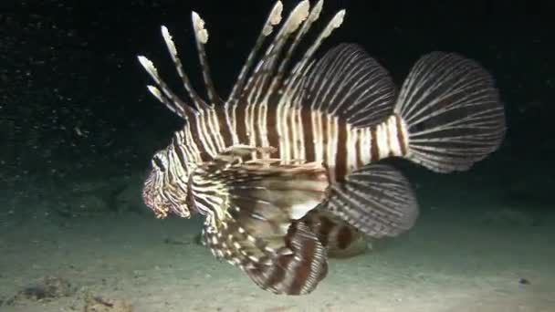 Buceo en el Mar Rojo cerca de Egipto . — Vídeos de Stock