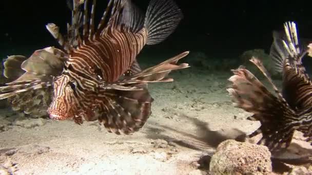 Tauchen im Roten Meer bei Ägypten. — Stockvideo