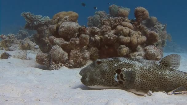 Duiken in de rode zee in de buurt van Egypte. — Stockvideo