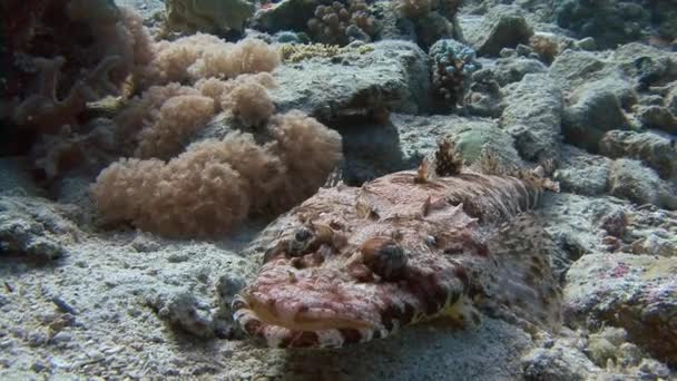 Mergulho no Mar Vermelho perto do Egito . — Vídeo de Stock