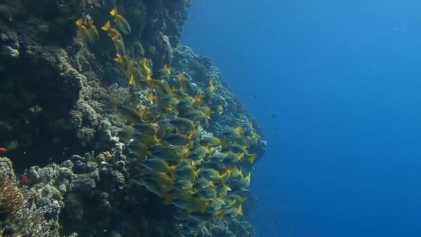 Duiken in de rode zee in de buurt van Egypte. — Stockvideo