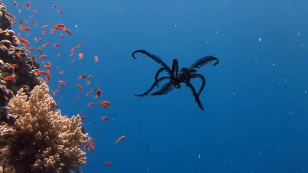 Tauchen im Roten Meer bei Ägypten. — Stockvideo