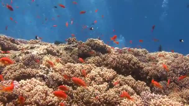 Buceo en el Mar Rojo cerca de Egipto . — Vídeo de stock