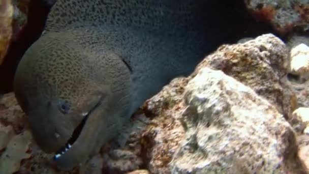 Diving in the Red sea near Egypt. — Stock Video