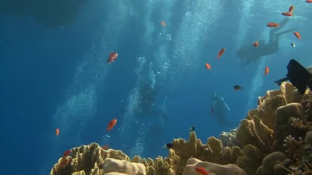 Nurkowanie w Morzu Czerwonym w pobliżu Egipt. — Wideo stockowe