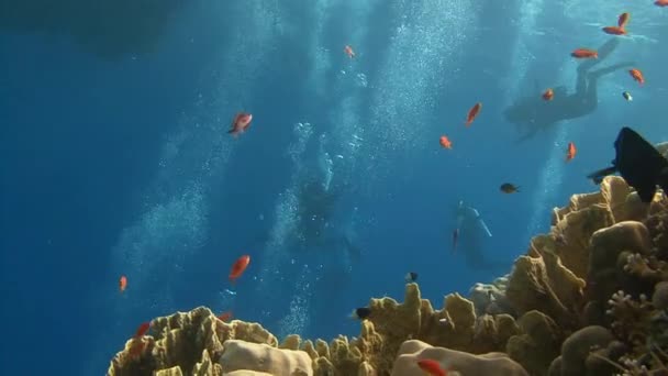 Buceo en el Mar Rojo cerca de Egipto . — Vídeo de stock