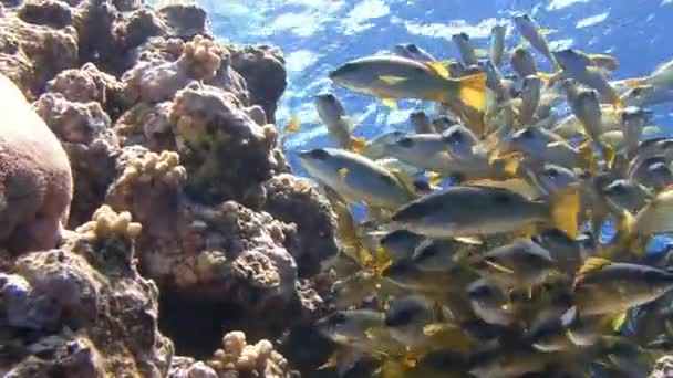 Plongée dans la mer Rouge près de l'Egypte . — Video