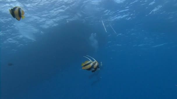 Buceo en el Mar Rojo cerca de Egipto . — Vídeos de Stock