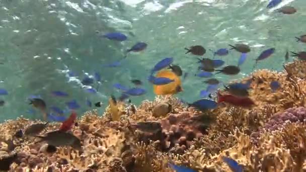 이집트 근처 홍 해에서 다이빙. — 비디오
