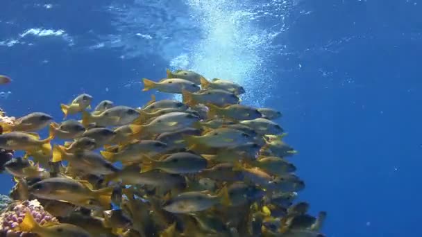 Duiken in de rode zee in de buurt van Egypte. — Stockvideo