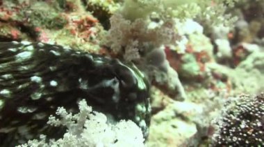 Mısır yakınlarında Kızıldeniz Dalış.