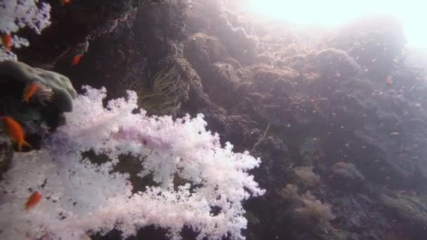 Buceo en el Mar Rojo cerca de Egipto . — Vídeo de stock