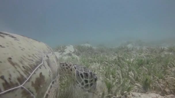 Mergulho no Mar Vermelho perto do Egito . — Vídeo de Stock