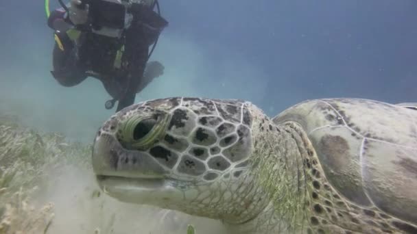 Dykning i Röda havet nära Egypten. — Stockvideo