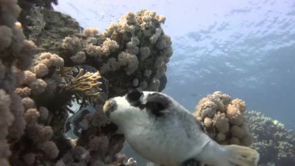 Le vidéaste sous-marin joue à cache-cache avec le poisson arothron . — Video