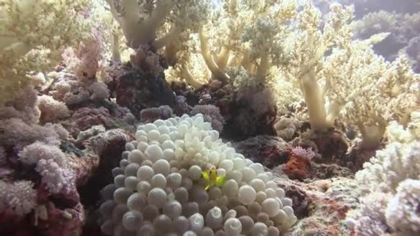 Mergulho no Mar Vermelho perto do Egito . — Vídeo de Stock