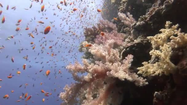 Tauchen im Roten Meer bei Ägypten. — Stockvideo