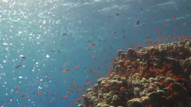 Dykning i Röda havet nära Egypten. — Stockvideo