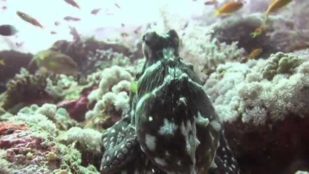 Buceo en el Mar Rojo cerca de Egipto . — Vídeo de stock