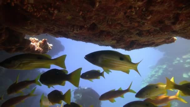 Mergulho no Mar Vermelho perto do Egito . — Vídeo de Stock