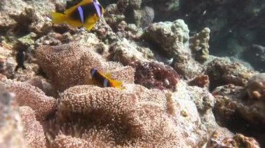 Mısır yakınlarında Kızıldeniz Dalış.