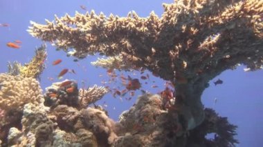 Mısır yakınlarında Kızıldeniz Dalış.