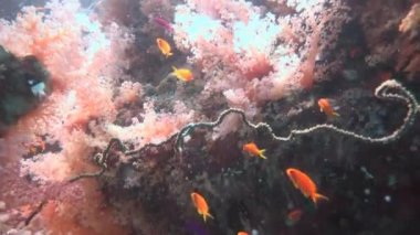 Mısır yakınlarında Kızıldeniz Dalış.