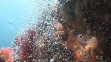 Mısır yakınlarında Kızıldeniz Dalış.