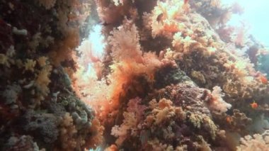 Mısır yakınlarında Kızıldeniz Dalış.