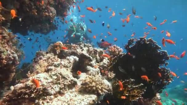 Buceo en el Mar Rojo cerca de Egipto . — Vídeos de Stock