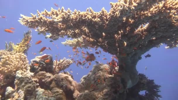 Nurkowanie w Morzu Czerwonym w pobliżu Egipt. — Wideo stockowe