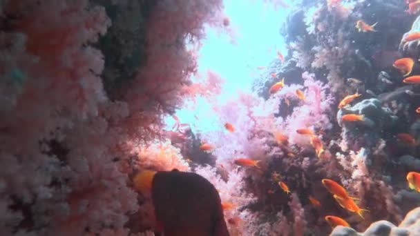 Дайвинг в Красном море под Египтом . — стоковое видео