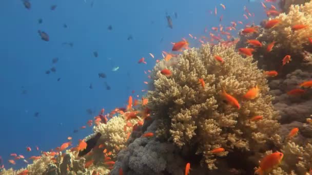 Buceo en el Mar Rojo cerca de Egipto . — Vídeo de stock