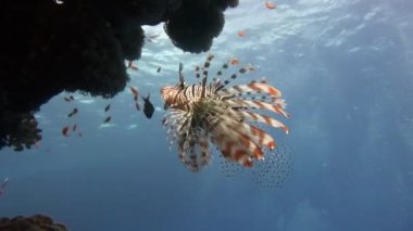 Mısır yakınlarında Kızıldeniz Dalış.