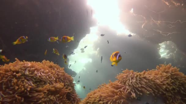 エジプトの近く紅海でのダイビング. — ストック動画