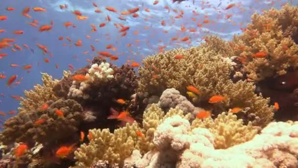 Diving in the Red sea near Egypt. — Stock Video