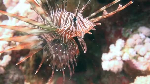 Mergulho no Mar Vermelho perto do Egito . — Vídeo de Stock