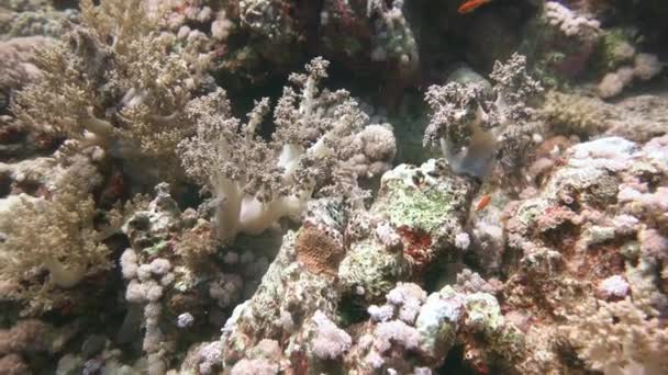 Buceo en el Mar Rojo cerca de Egipto . — Vídeo de stock