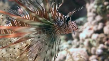 Mısır yakınlarında Kızıldeniz Dalış.