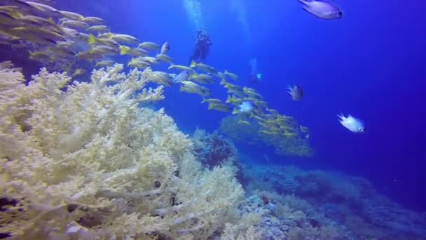 Duiken in de rode zee in de buurt van Egypte. — Stockvideo