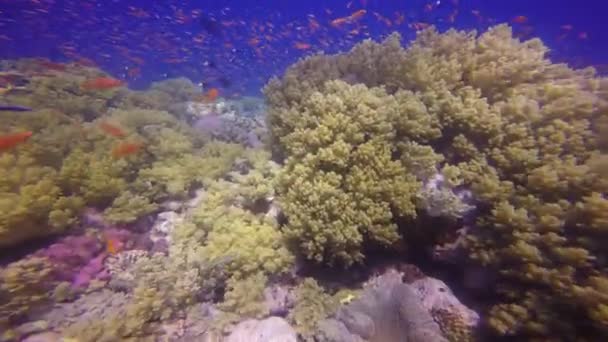 Potápění v Rudém moři poblíž Egypt. — Stock video