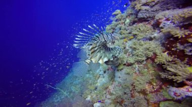 Lionfish, incelikle renkli mercan resif üzerinde asılı.