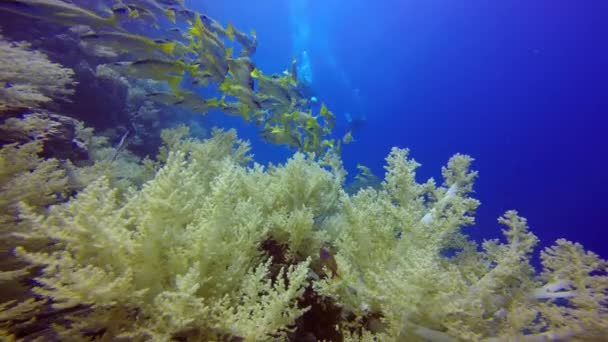 Videógrafo submarino, filmando una bandada de coloridos pargos de peces . — Vídeo de stock