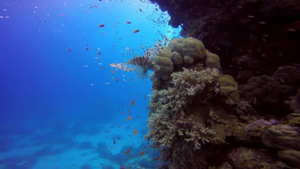 Lionfish, incelikle mercan resif üzerinde yüzen. — Stok video