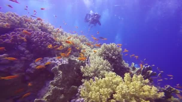 Videógrafo submarino, filmando el colorido arrecife de coral . — Vídeo de stock